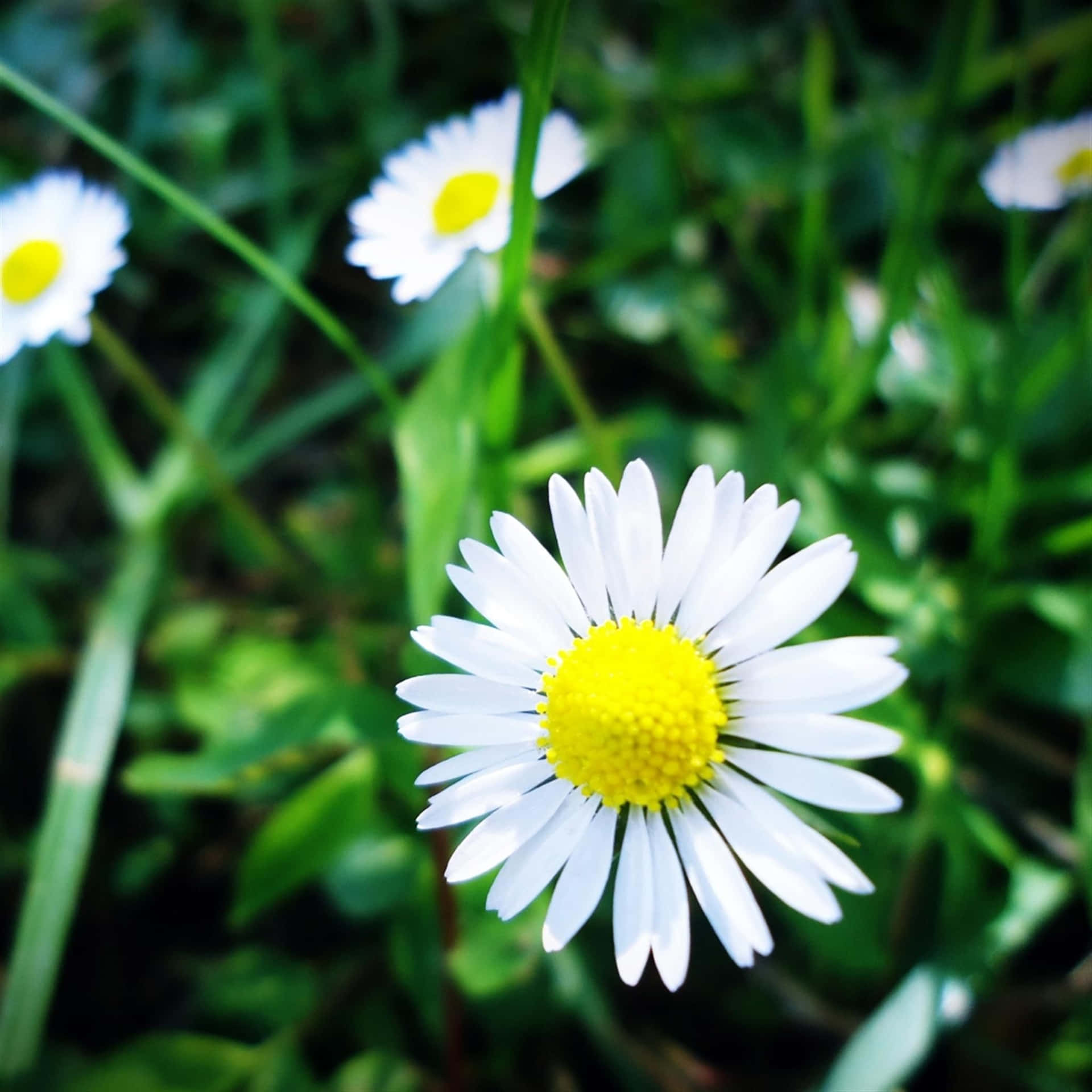 Aesthetic Daisy Wallpaper