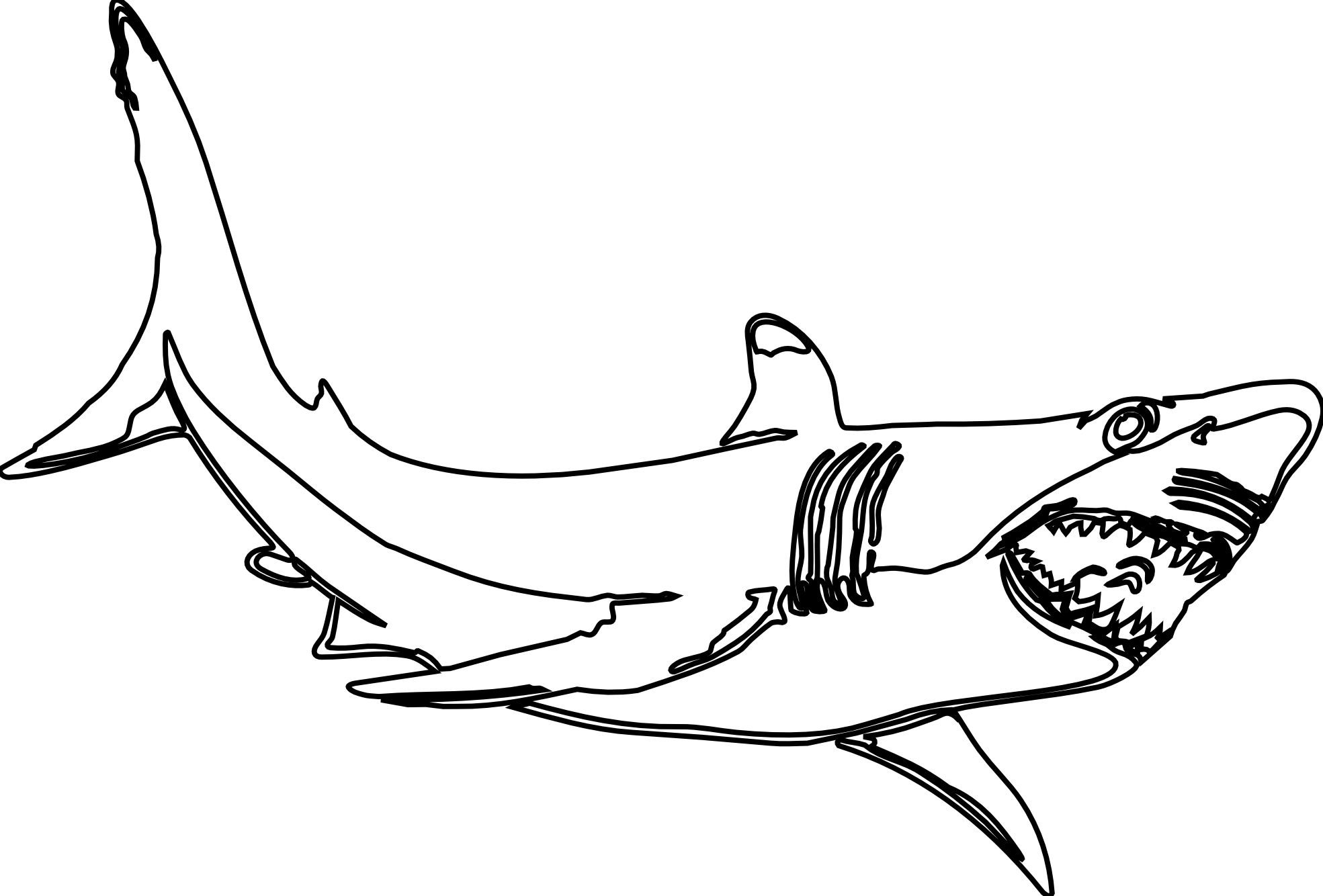 Shark Coloring Image HD Wallpaper In Animals Imageci