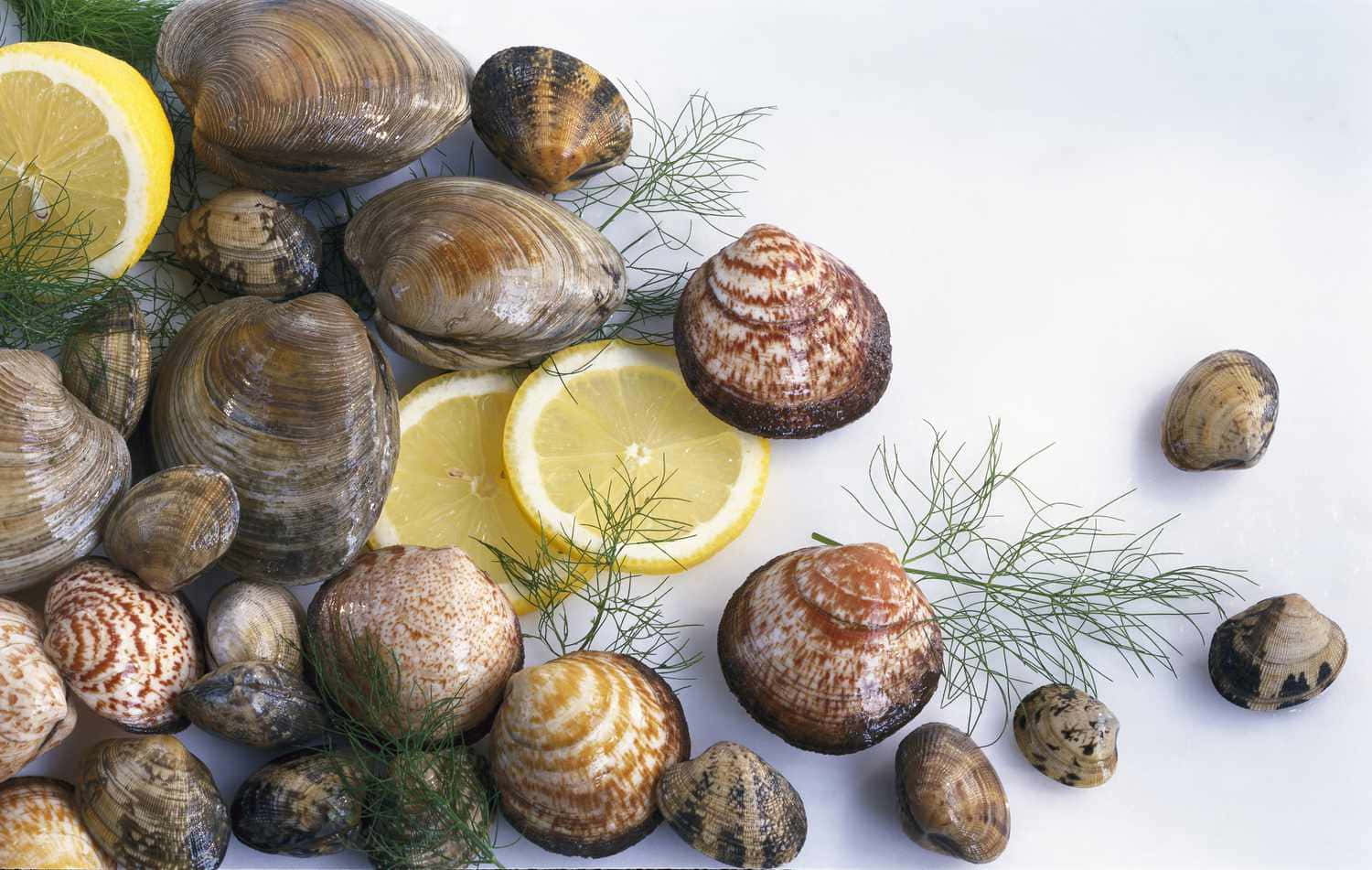 Magnificent Clam Shell Wallpaper