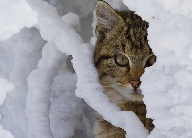Animals In The Snow Part Amo Image