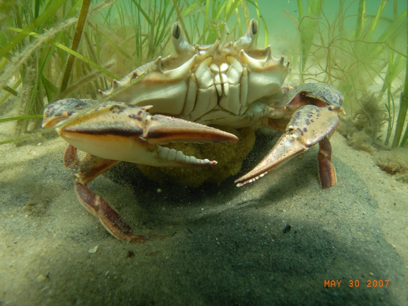 Aquarium Blue Crab Animals Other HD Desktop Wallpaper