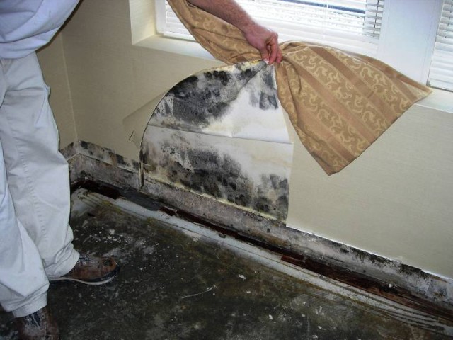 50 Found Black Mold Under Wallpaper  WallpaperSafari
