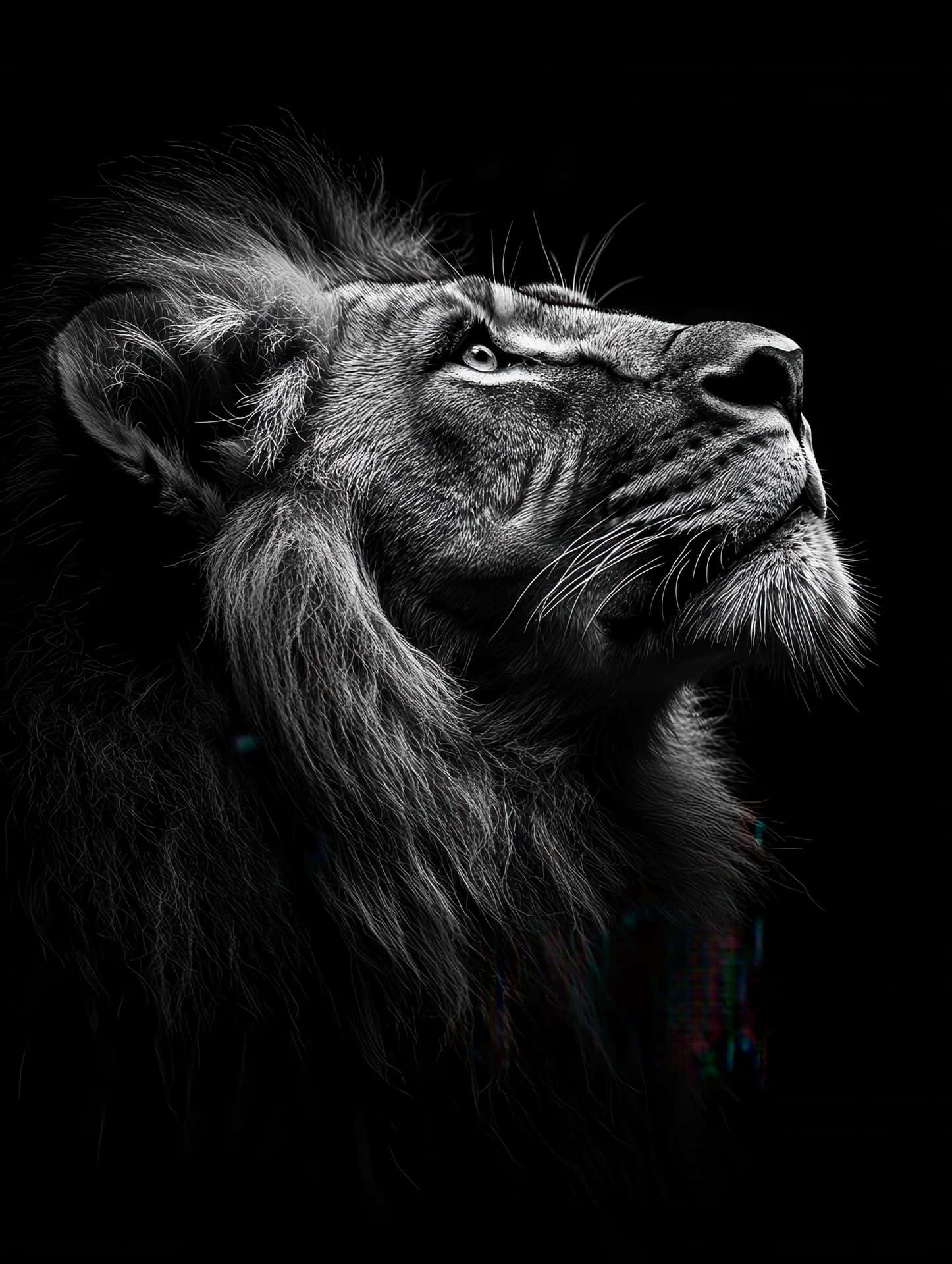 Black And White Portrait Of A Lion Illuminated Against Dark Wallpaper