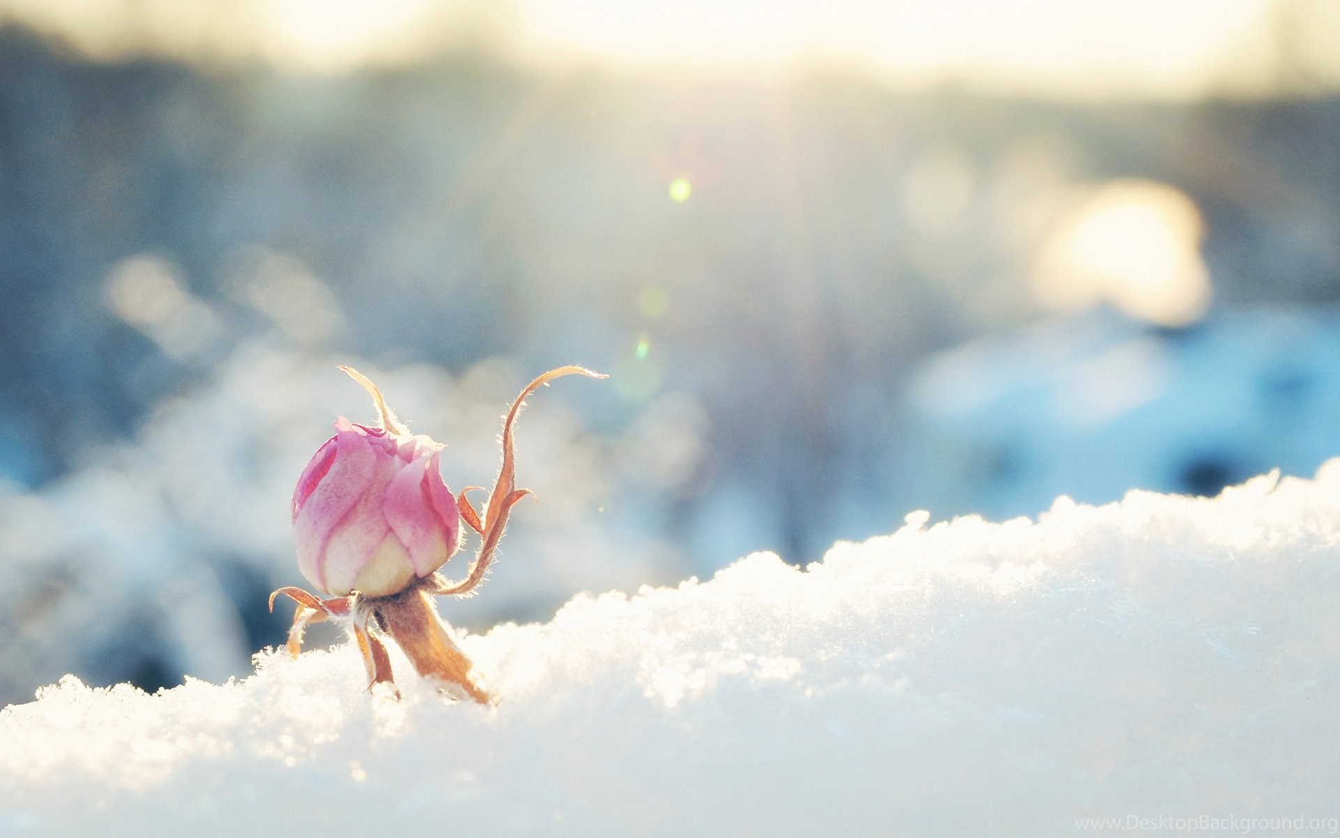 Winter Snow Flower Wallpaper Desktop Background