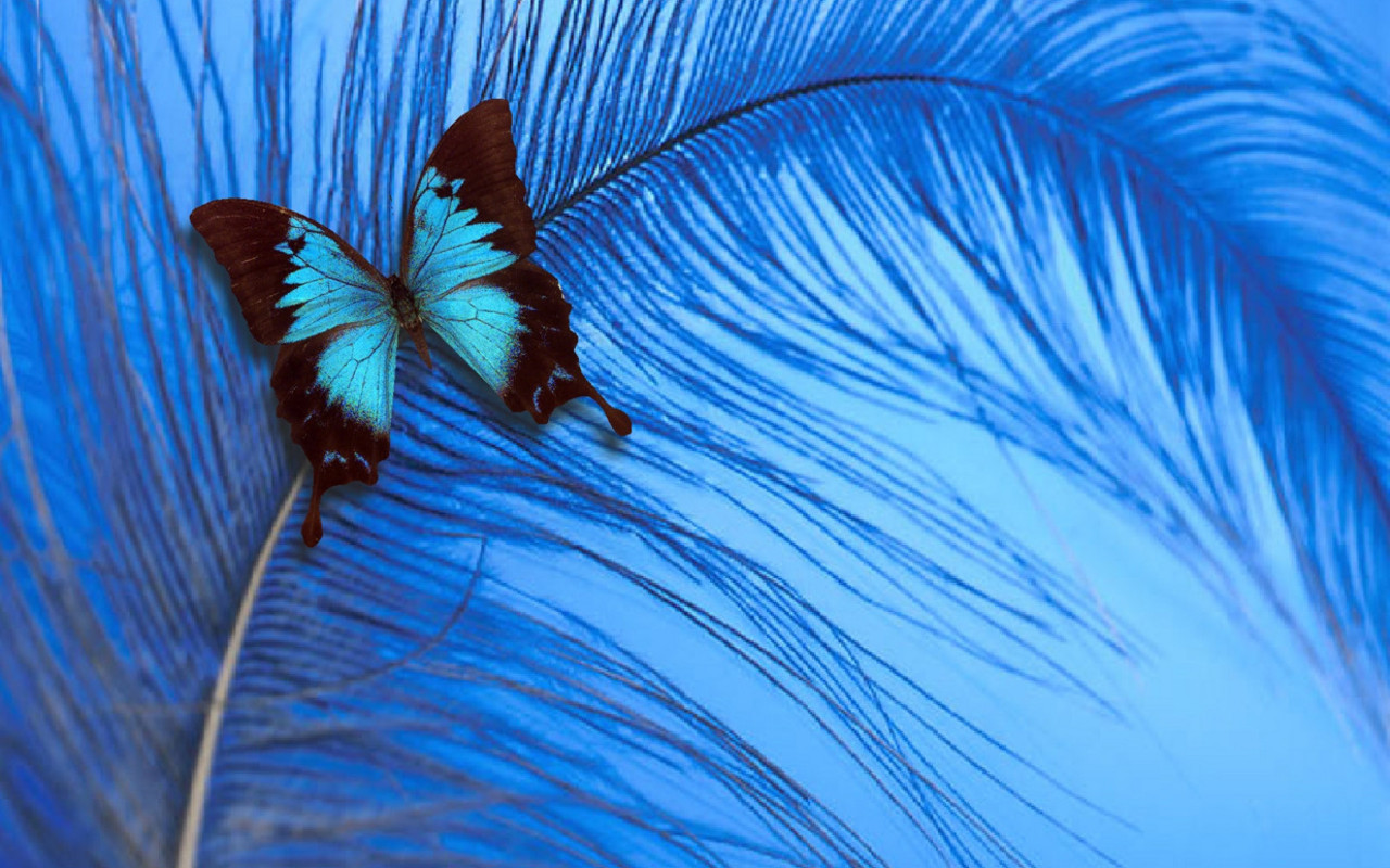 Image Blue Butterfly HD Wallpaper And Background Photos