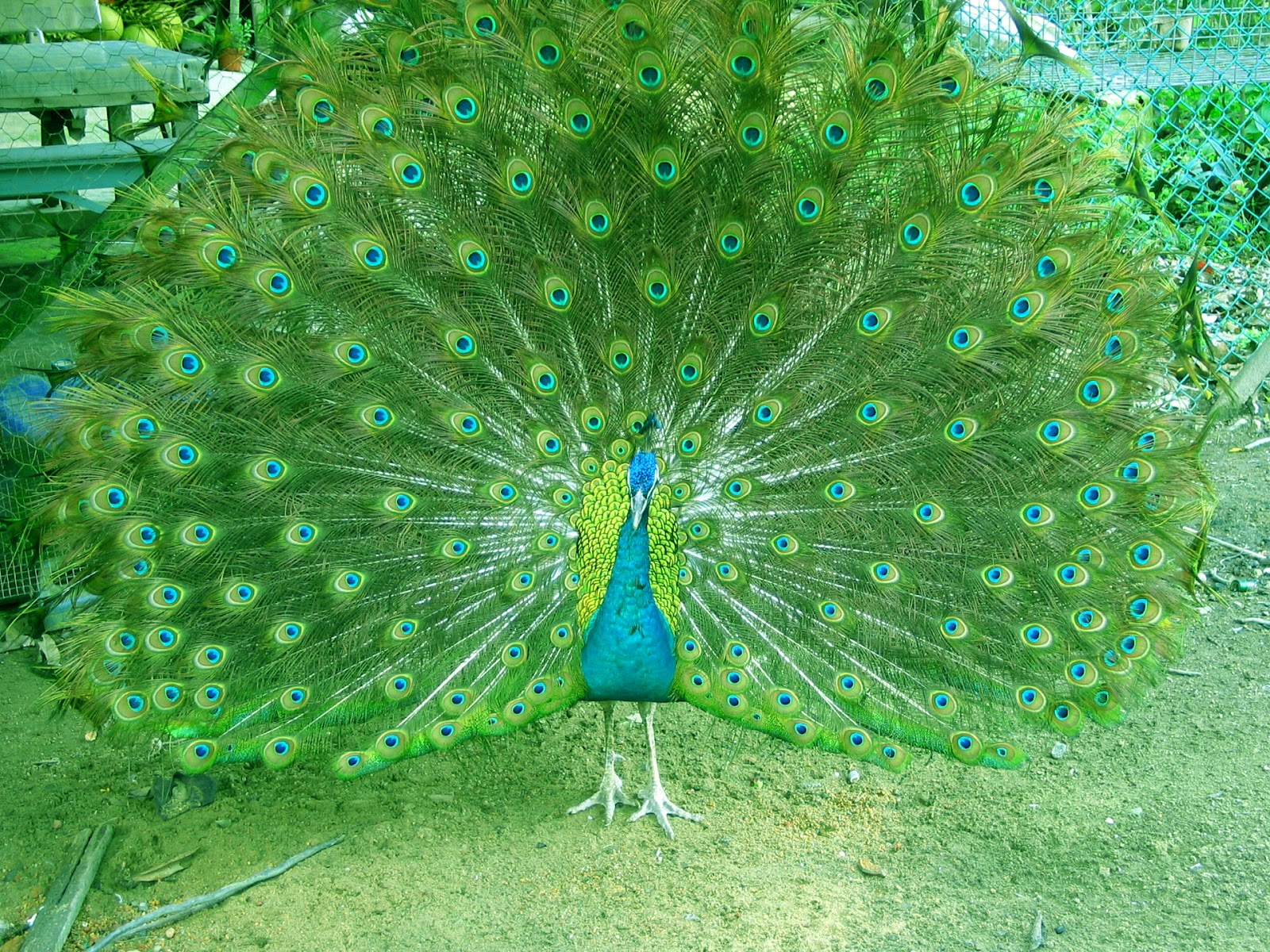 HD Wallpaper For Desktop Beautiful Peacock