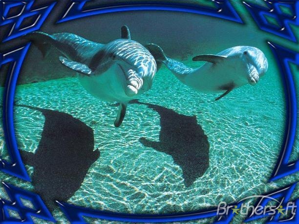 Animated Screensaver Dolphins Underwater