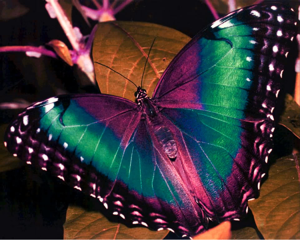 Widescreen Wallpaper Colorful Butterflies X Kb Jpeg