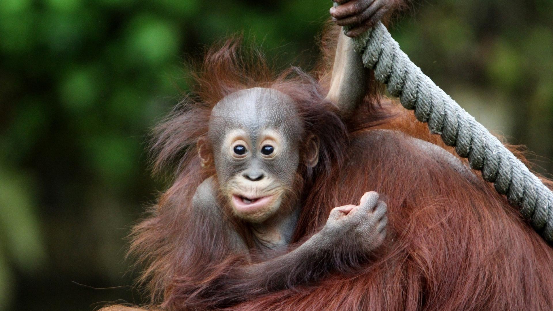 Baby Orangutan Wallpaper Image Pictures Becuo