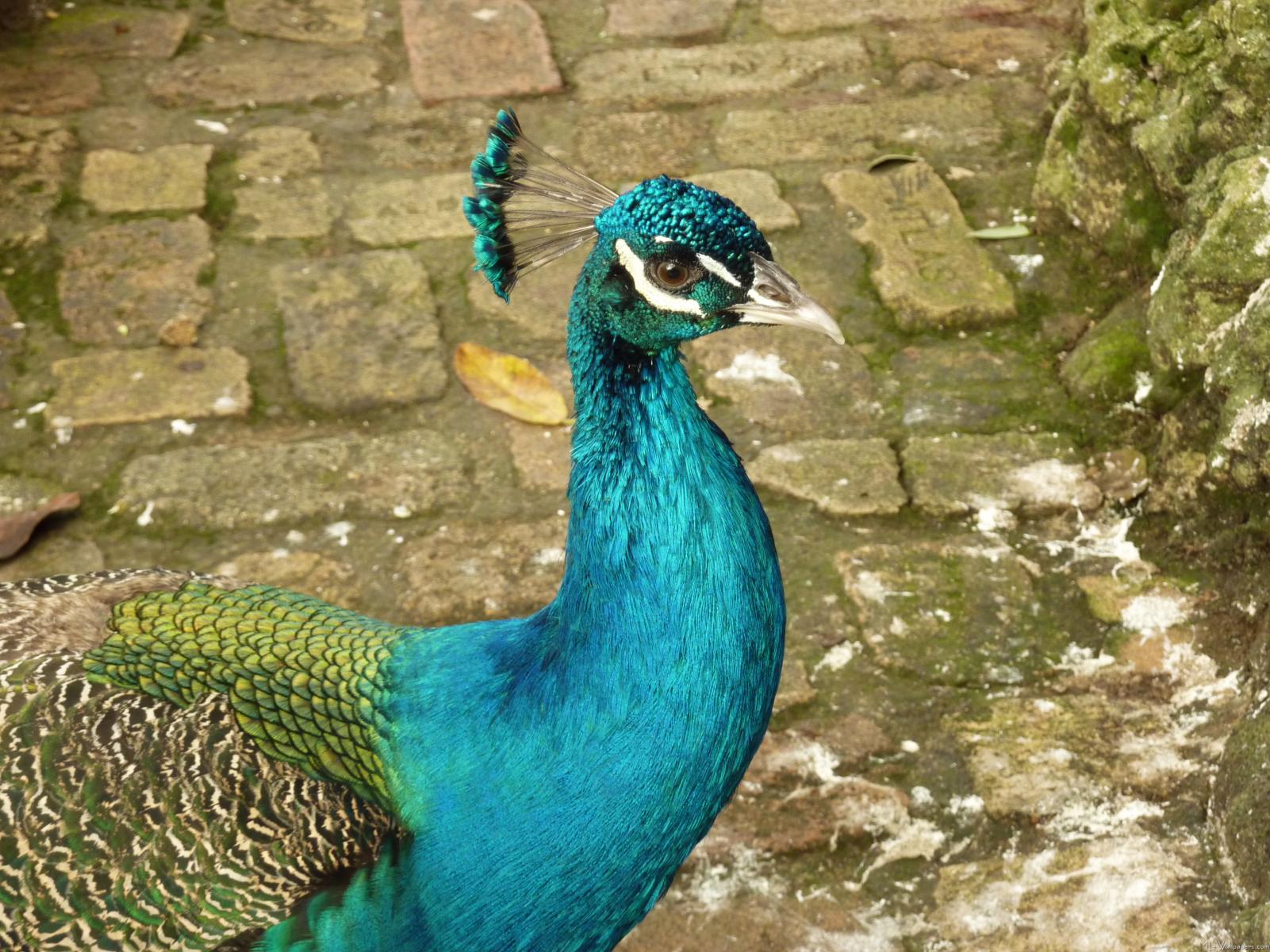 Mlewallpaper Peacock