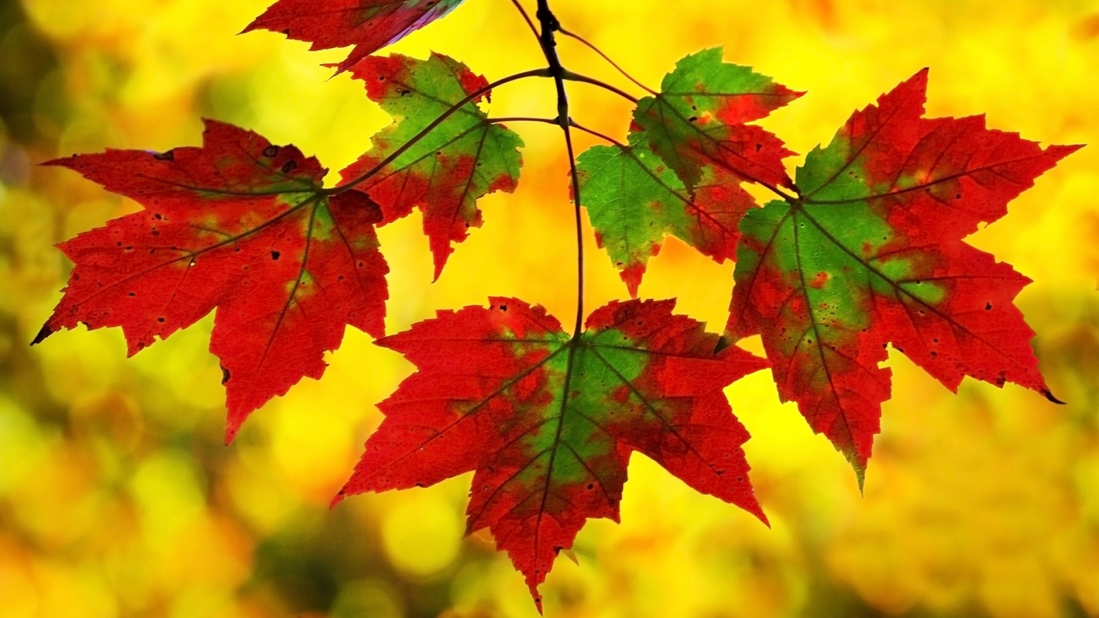 Red And Green Maple 1600 x 900 Download Close