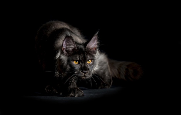 Maine Coon Cat Black Shaggy Sneaks Look Background Wallpaper