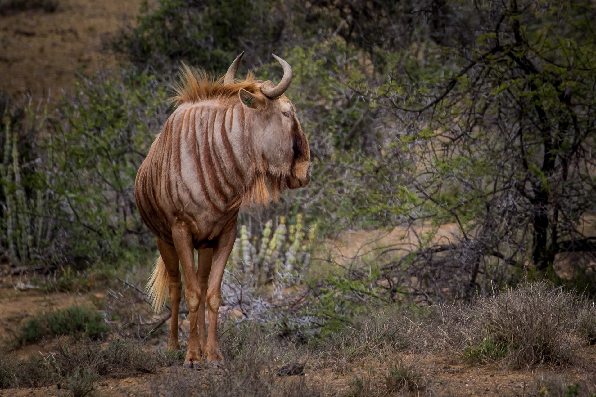 A blonde wildebeest with distinct stripes stands in a natural habitat, possibly a savanna or grassland, looking off to the side