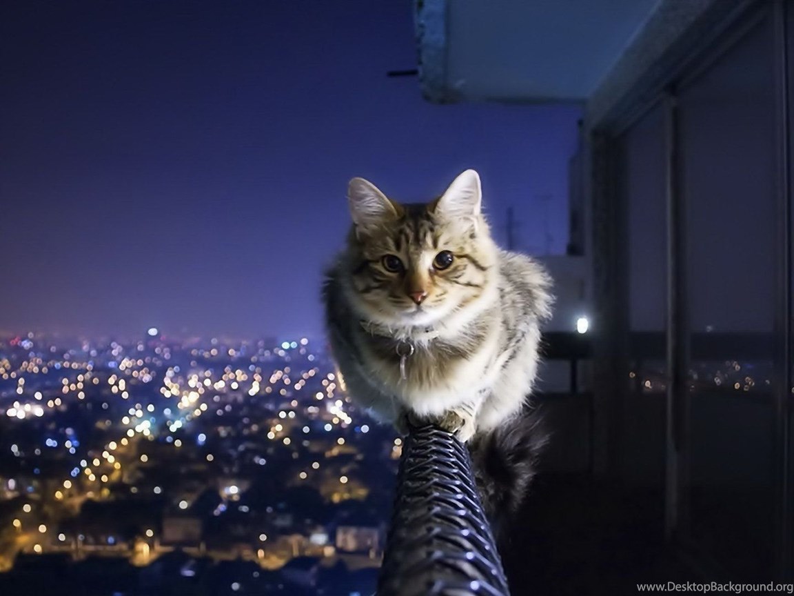 Cat Wallpaper HD Background Image FHD 4k