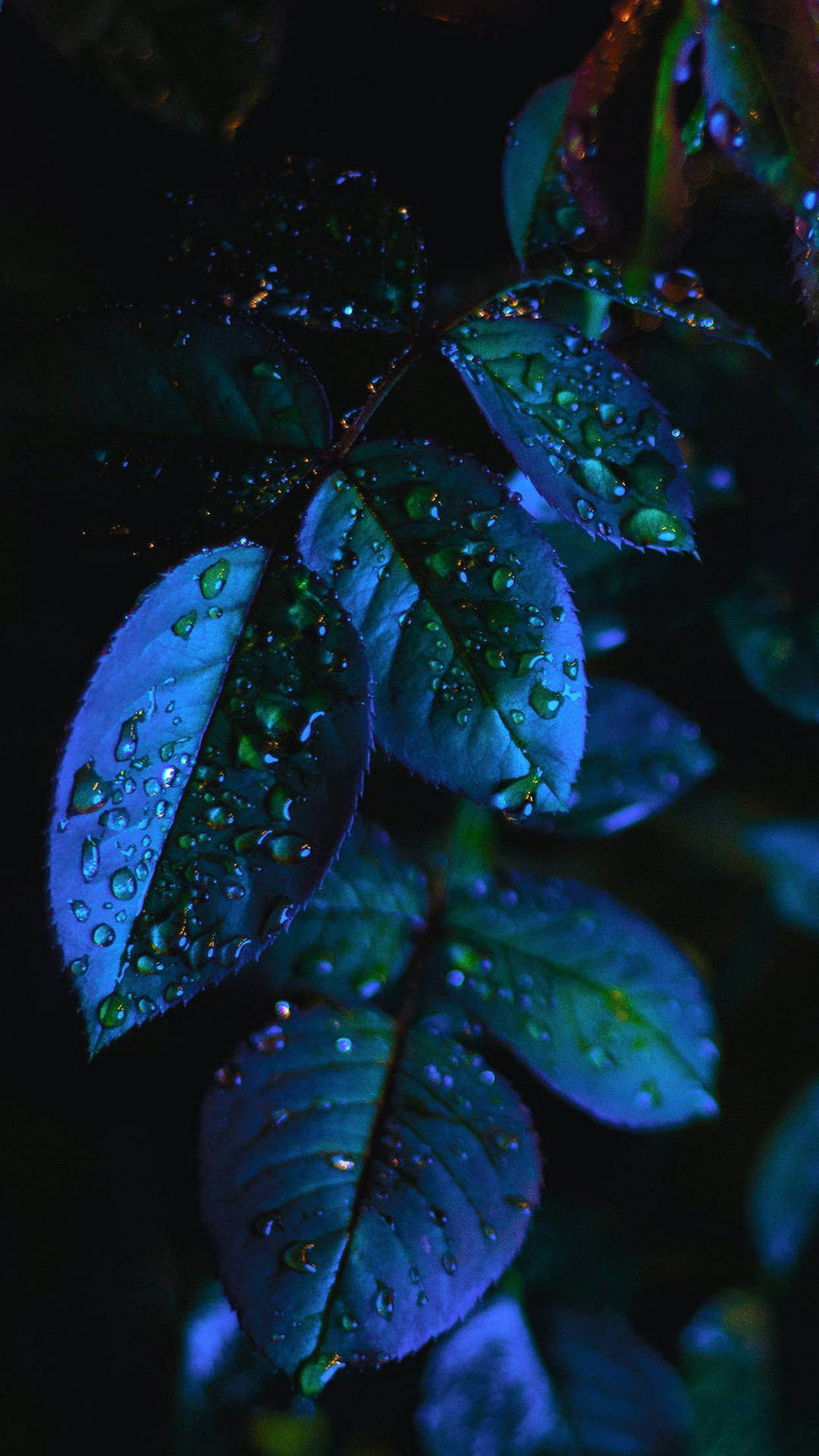 Plants iPhone Blue Aesthetic Wallpaper
