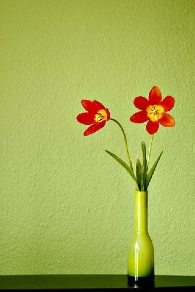 Green Bg And Pot Flower Iphone Hd Wallpaper