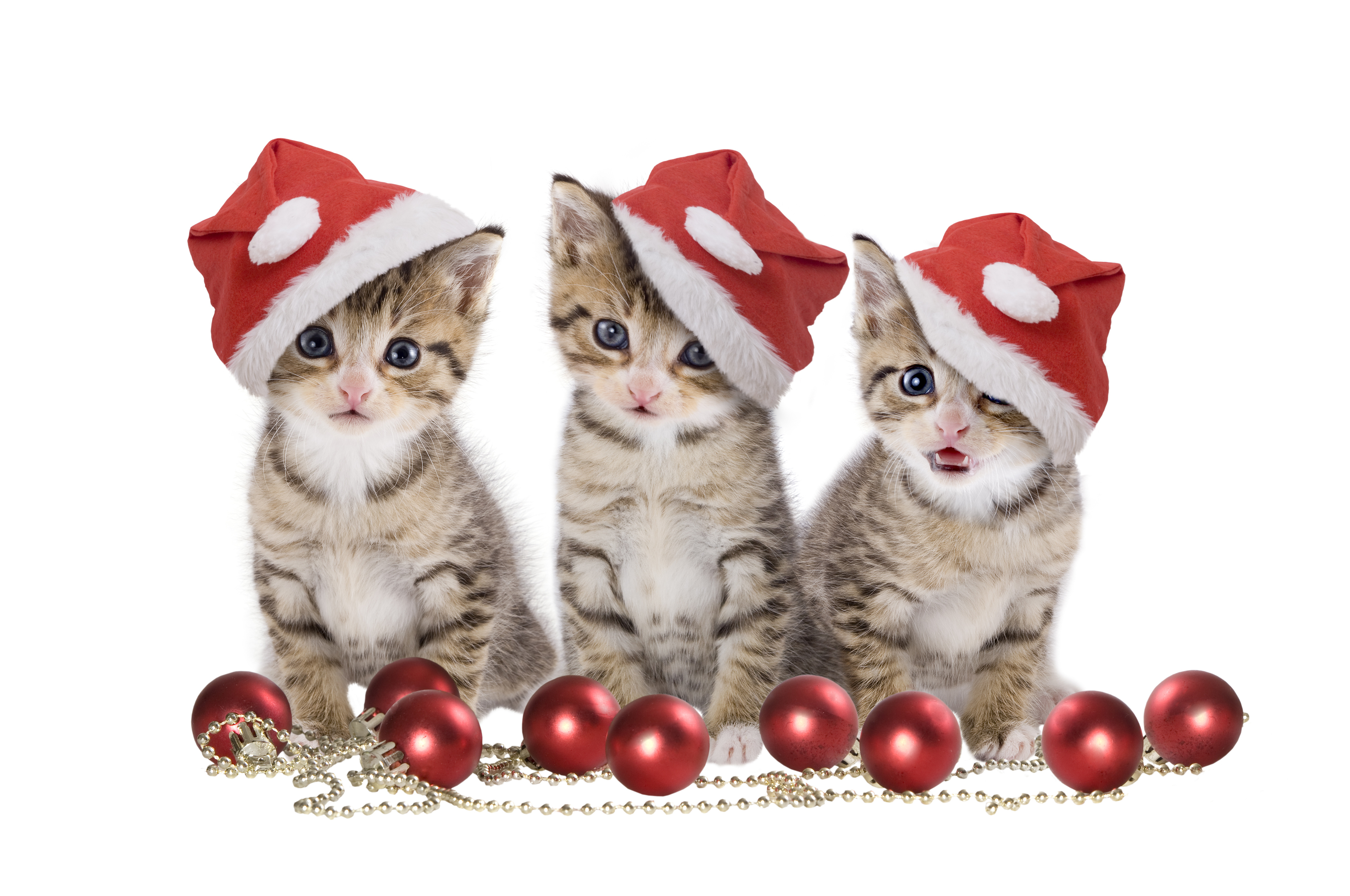 Christmas Cats Wallpaper