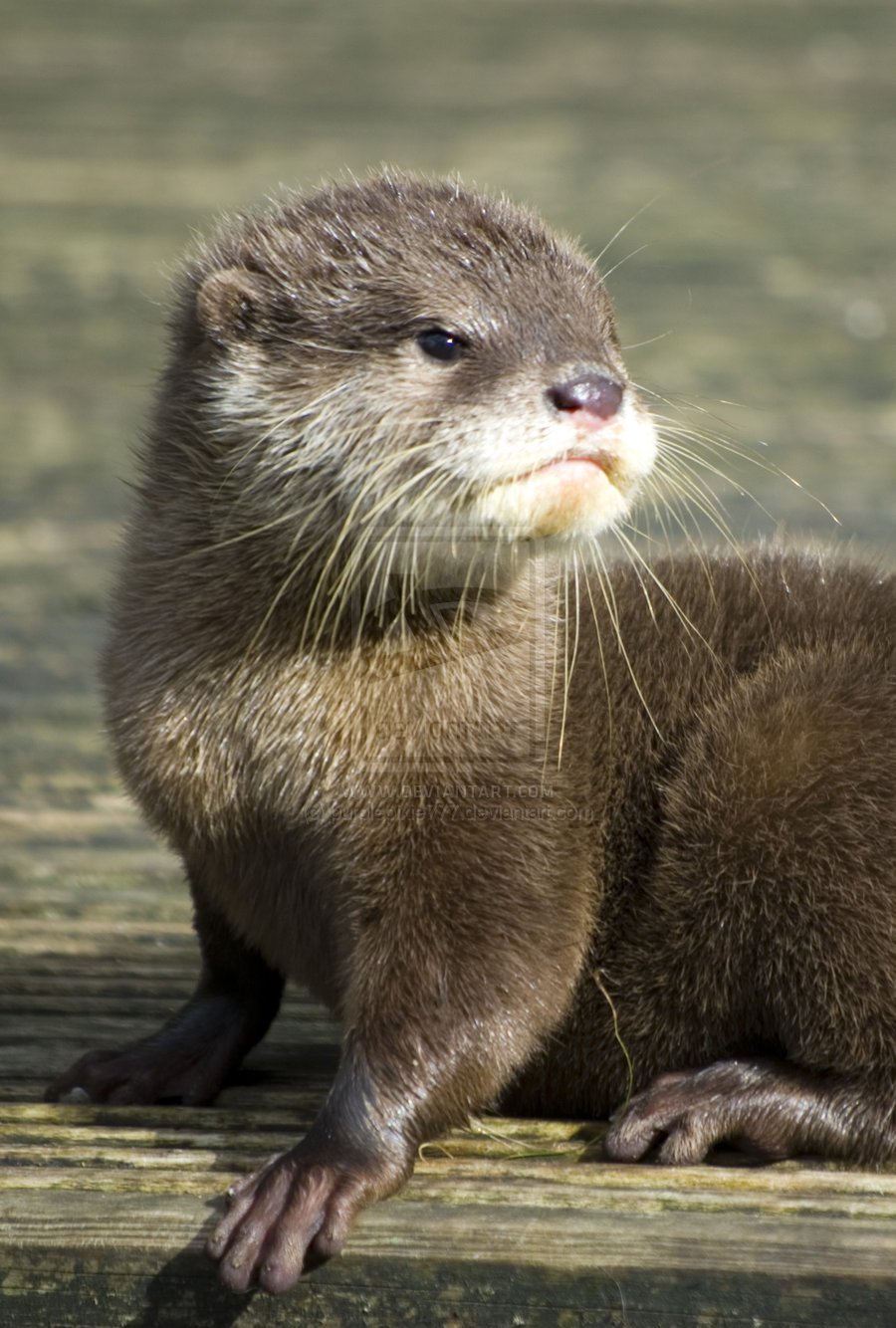 Cute Otter Wallpaper On