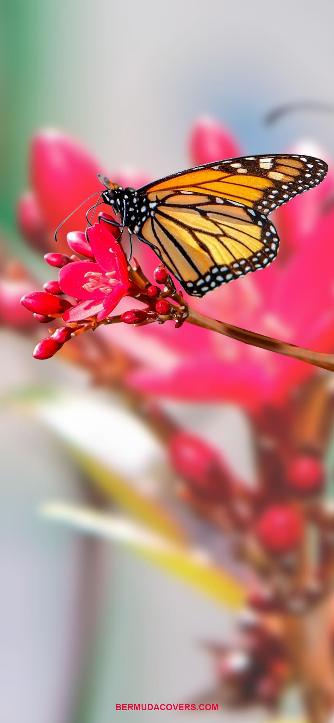 Bermuda Butterfly On Flower Cover Phone Wallpaper