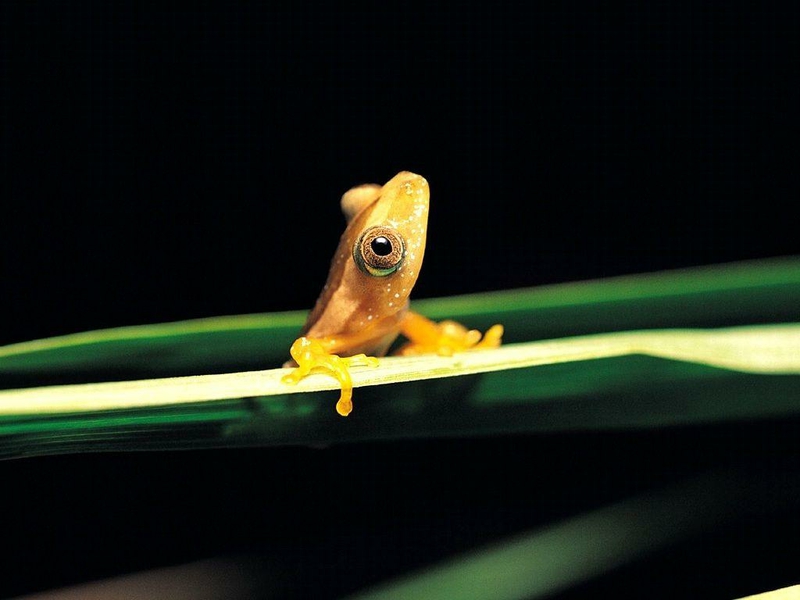 animal cute Little Yellow Frog Animals Frogs HD Desktop Wallpaper