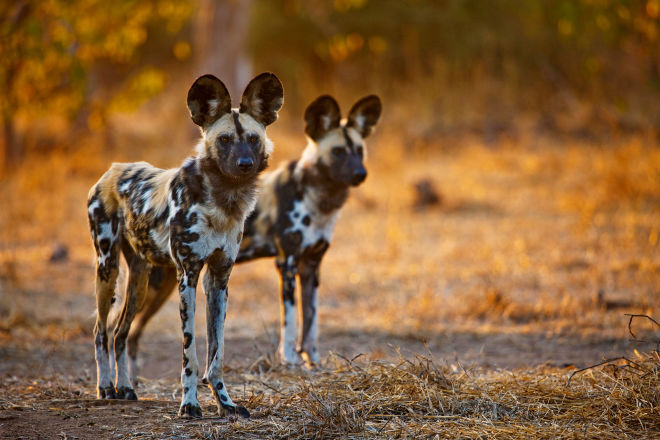African Wild Dog Wallpaper Android