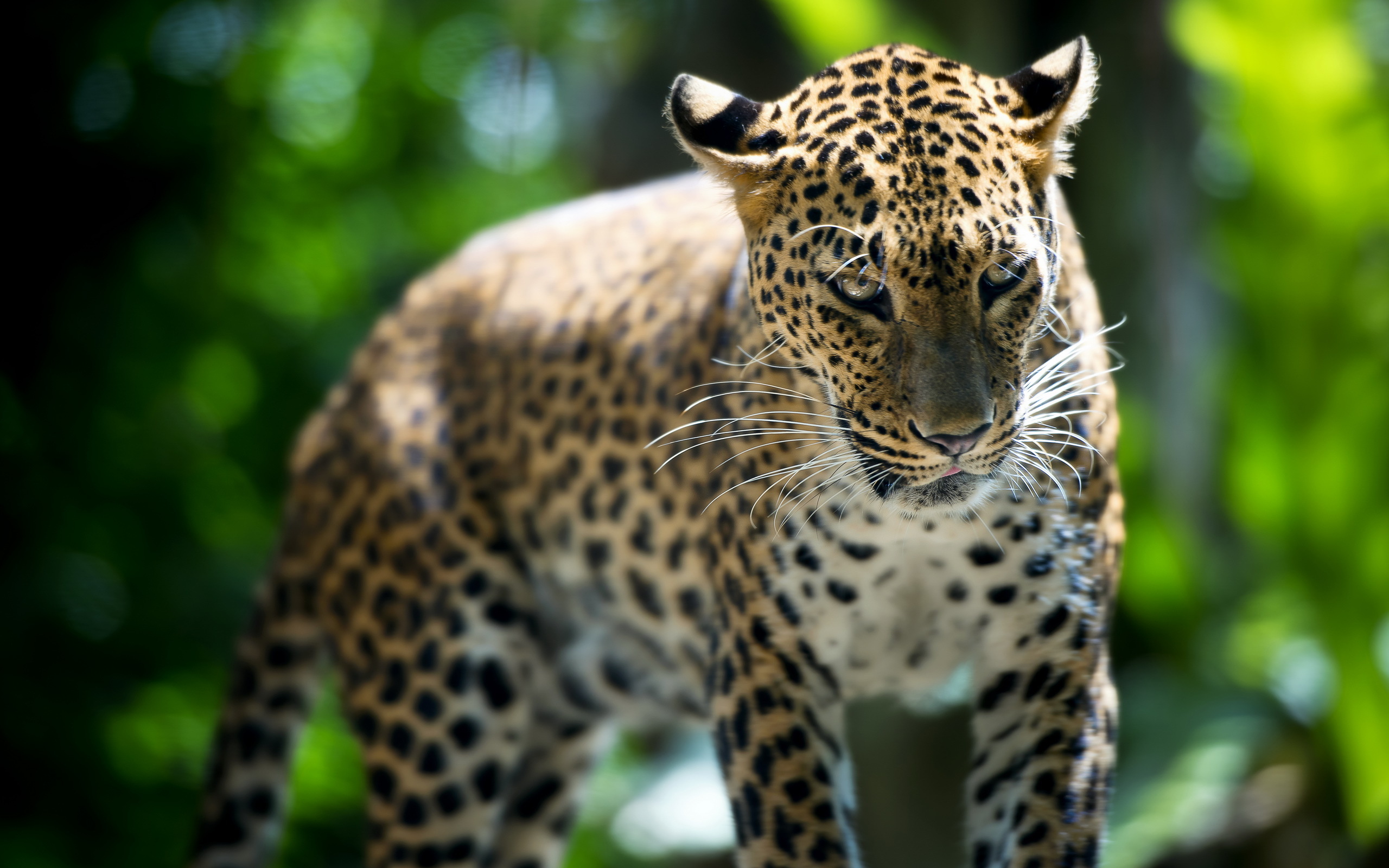 Leopard Wallpaper Singapore Zoo Animal