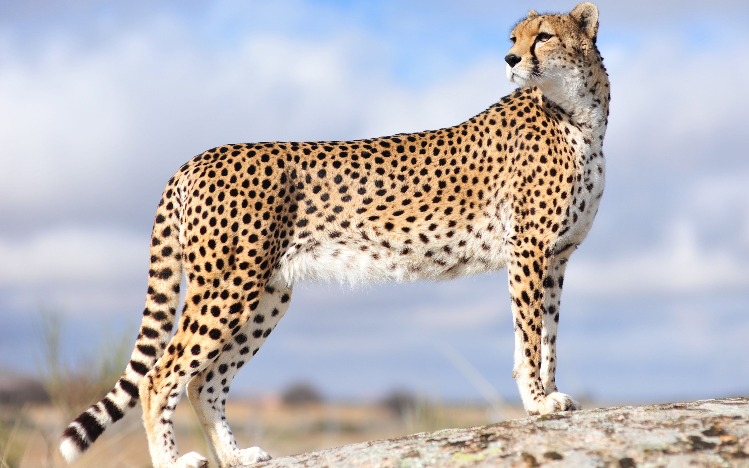 Cheetah Wallpaper HD Pictures Live Hq