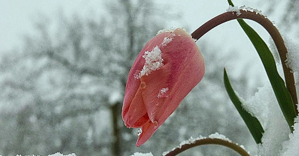 Winter Flower Screensavers Best HD Wallpaper