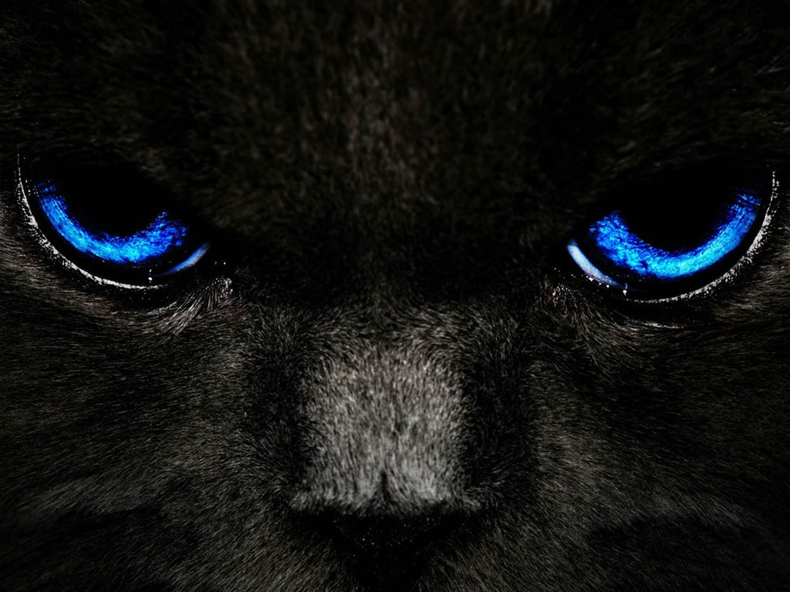 Wallpaper Black Cat Blue Eyes For Your