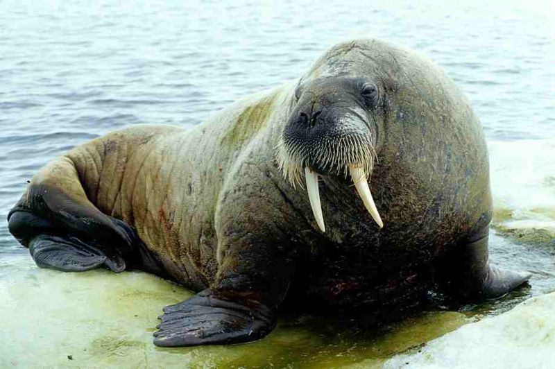 Walrus Pictures Wallpaper Of