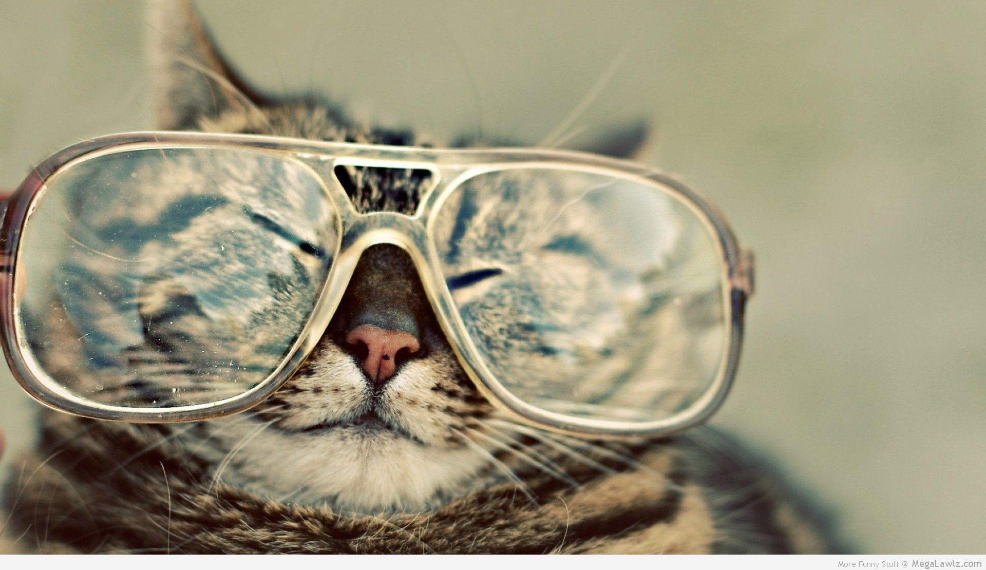 Cool Cat Wearing Glasses   MegaLawlzcom