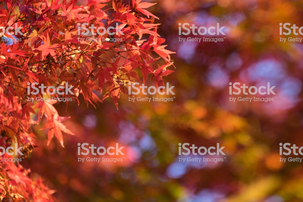Autumn Maple Momiji Leaf In Blue Sky Background Seasonal Natural