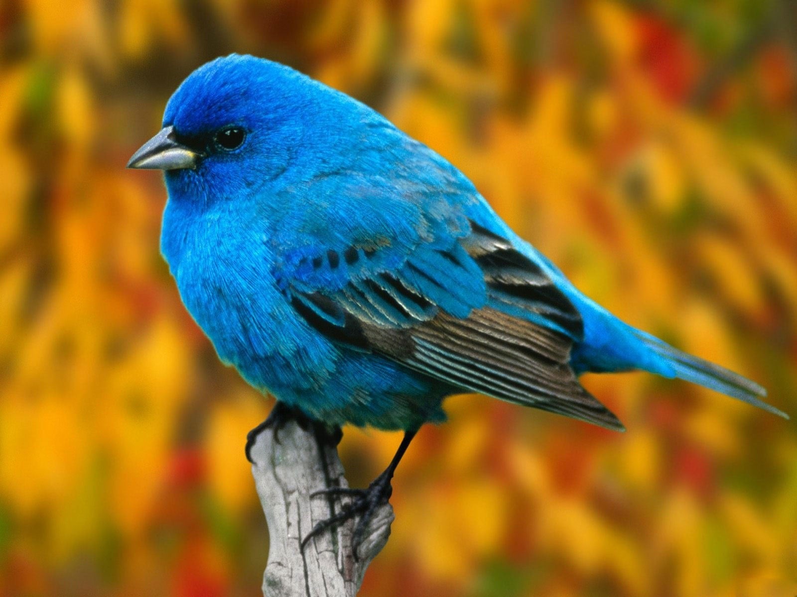 Blue Bird Desktop Wallpaper