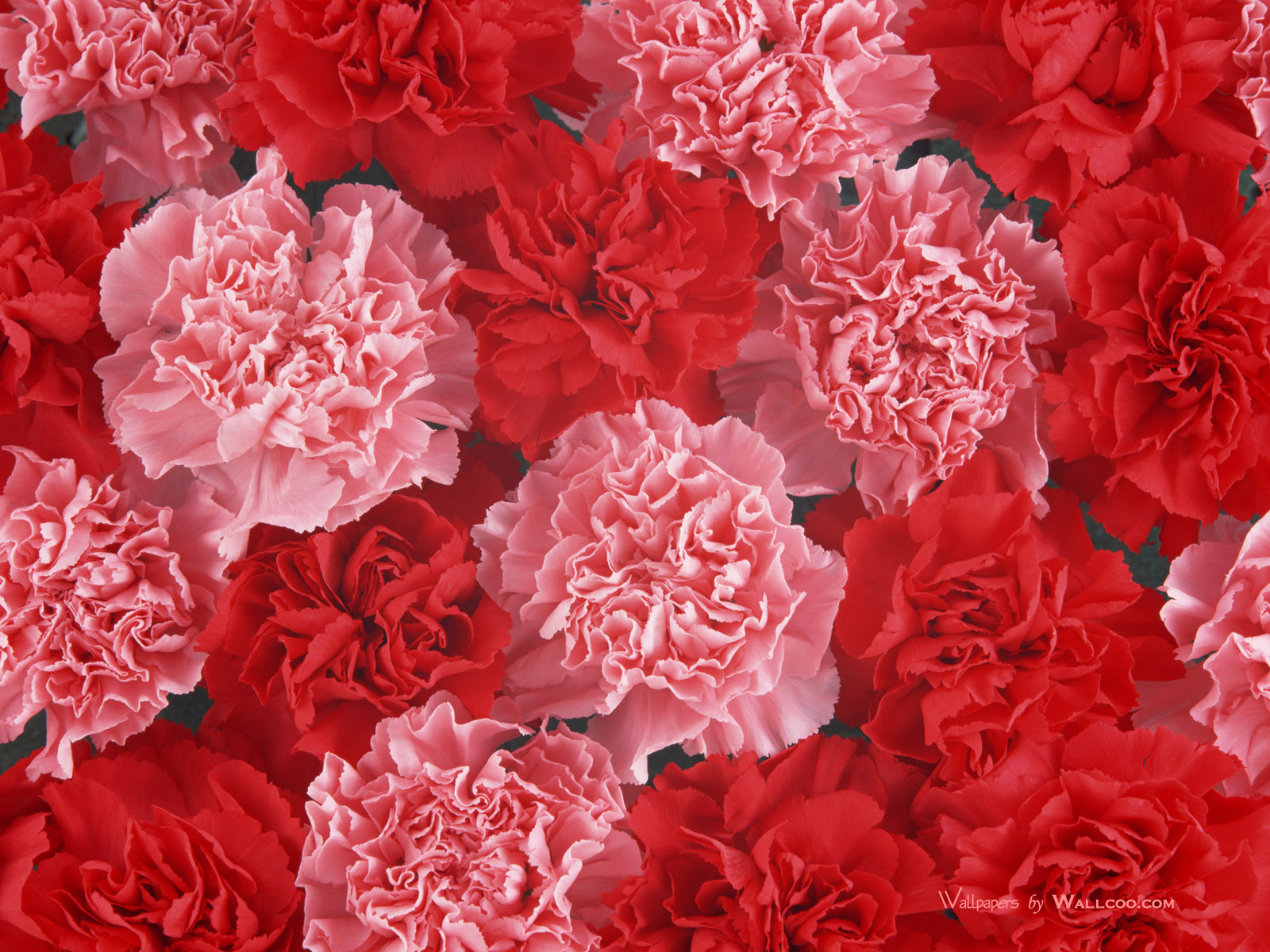 Flowers Plas Carnation Flower Wallpaper