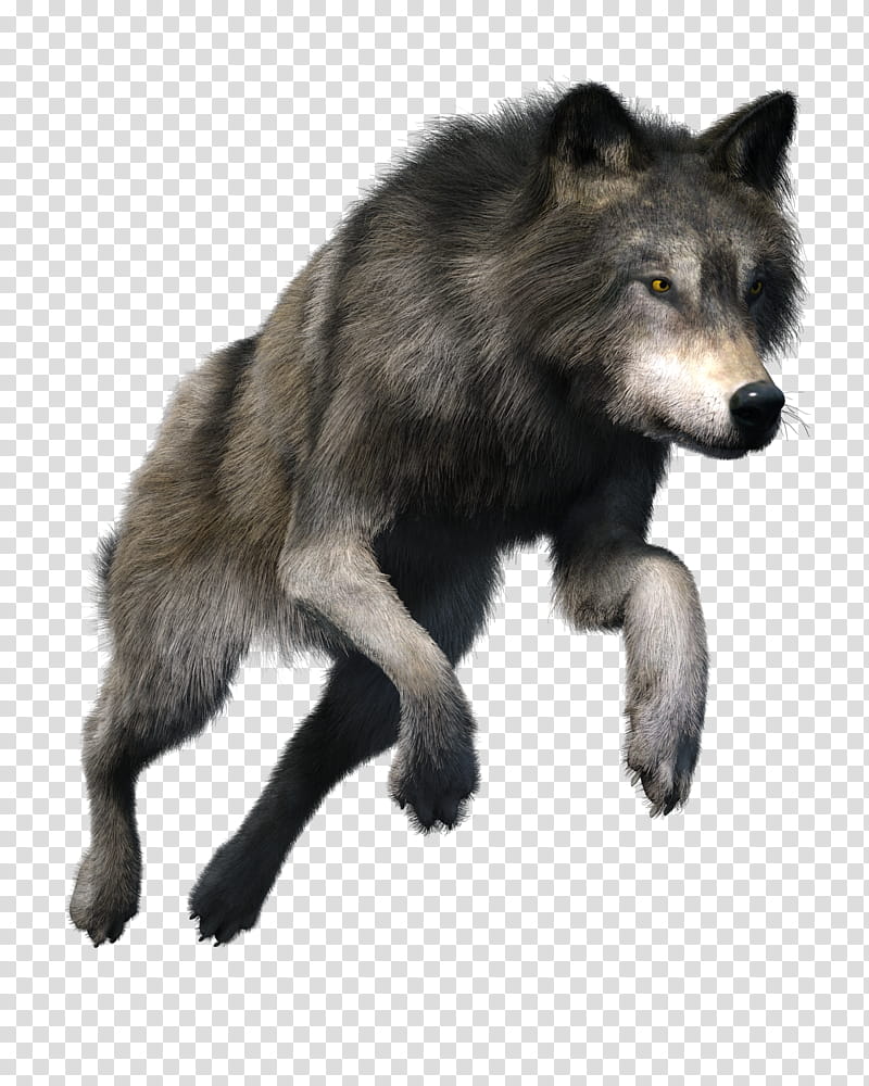 Free Wolf gray wolf transparent background PNG clipart PNGGuru