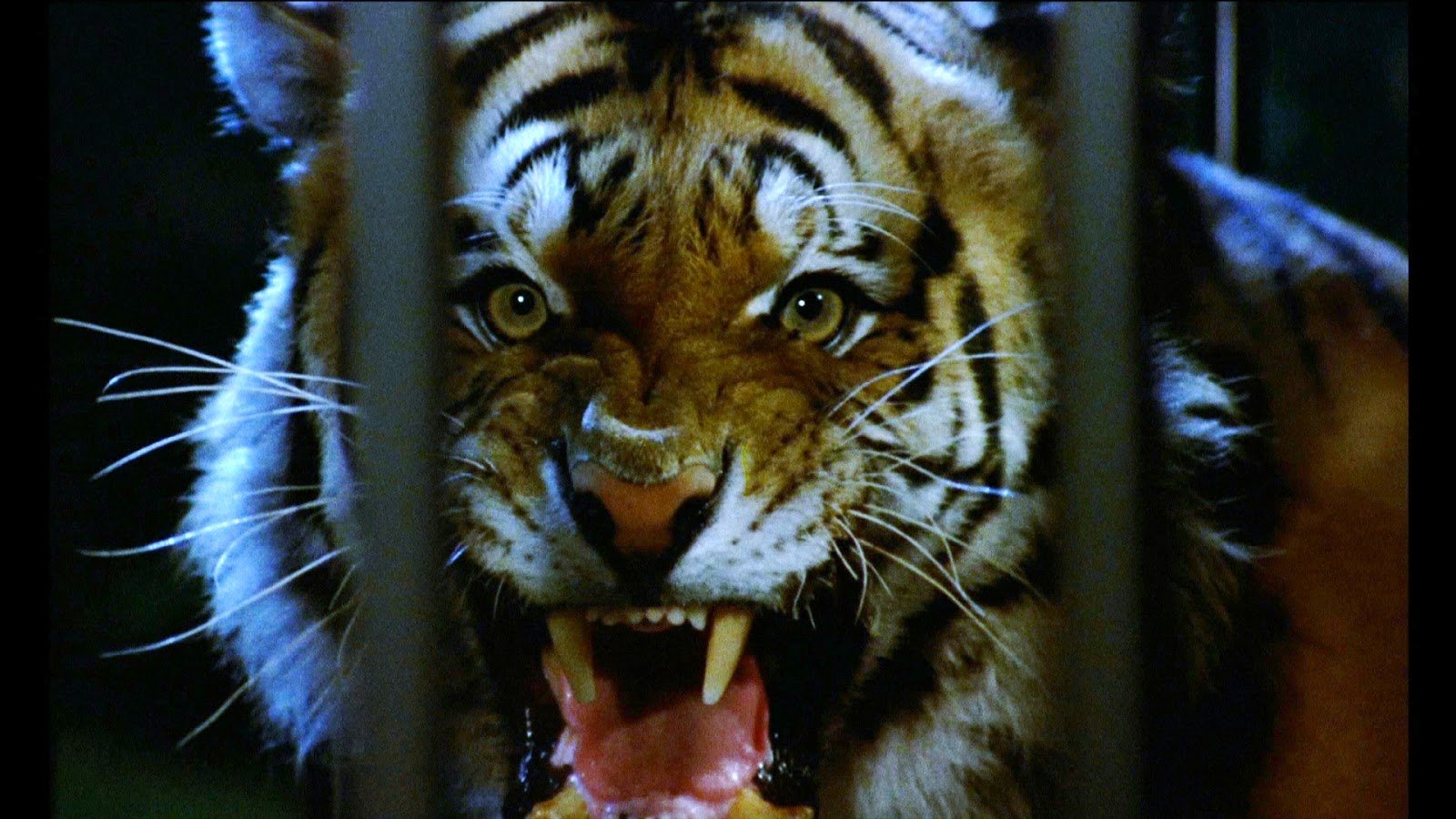 Desktop HD Wallpapers Free Downloads Angry Tiger HD