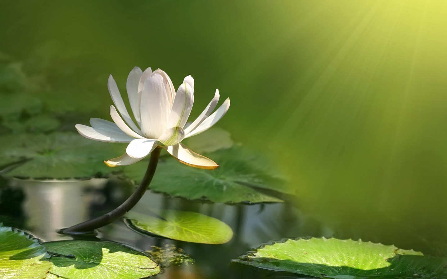 White Lotus Flori Green Light Lake Water Nature Flower Sacred