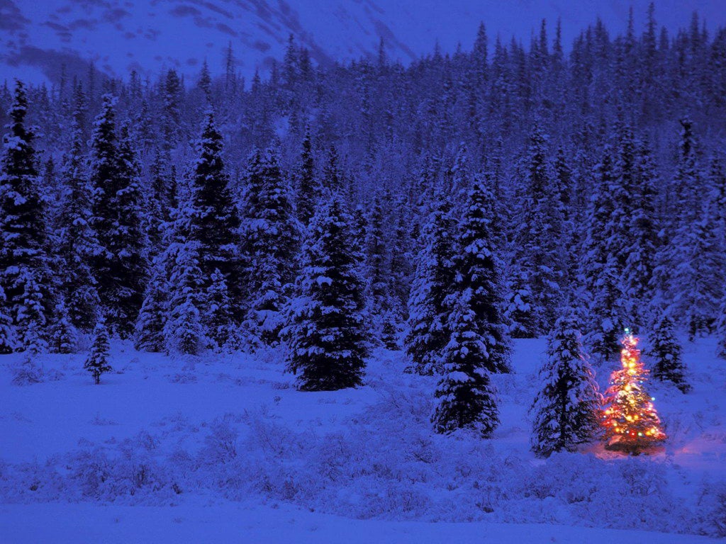  comChristmas imagesWallpapersblue forest christmas treejpg