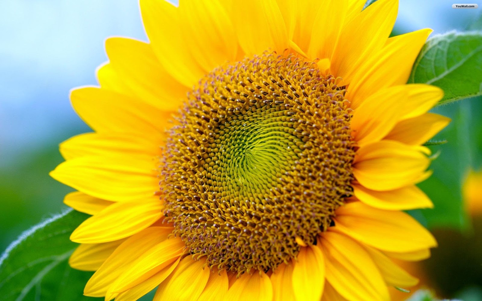 Sunflower Wallpaper Desktop Posted In