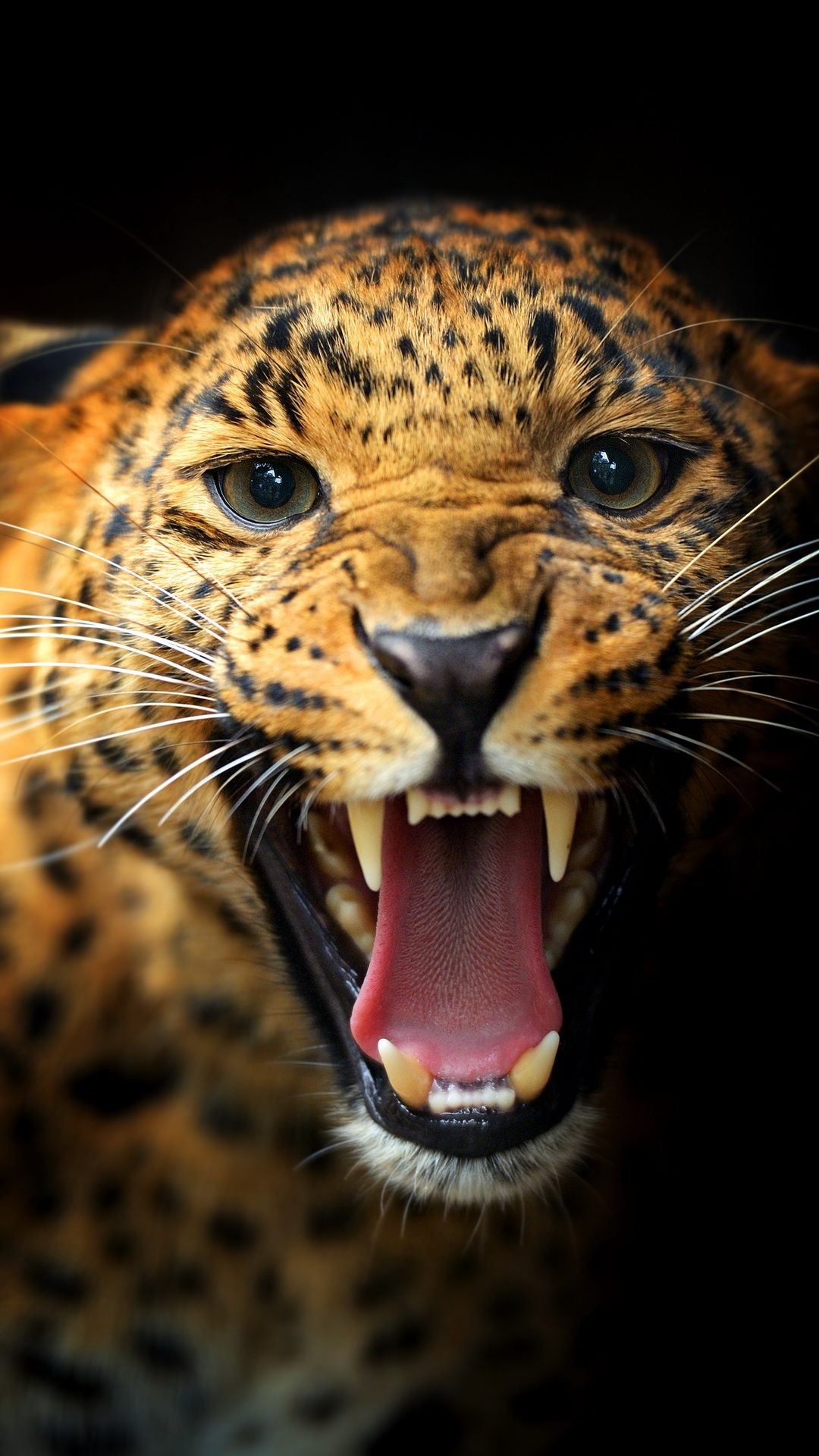 Animal iPhone Background Wallpaper
