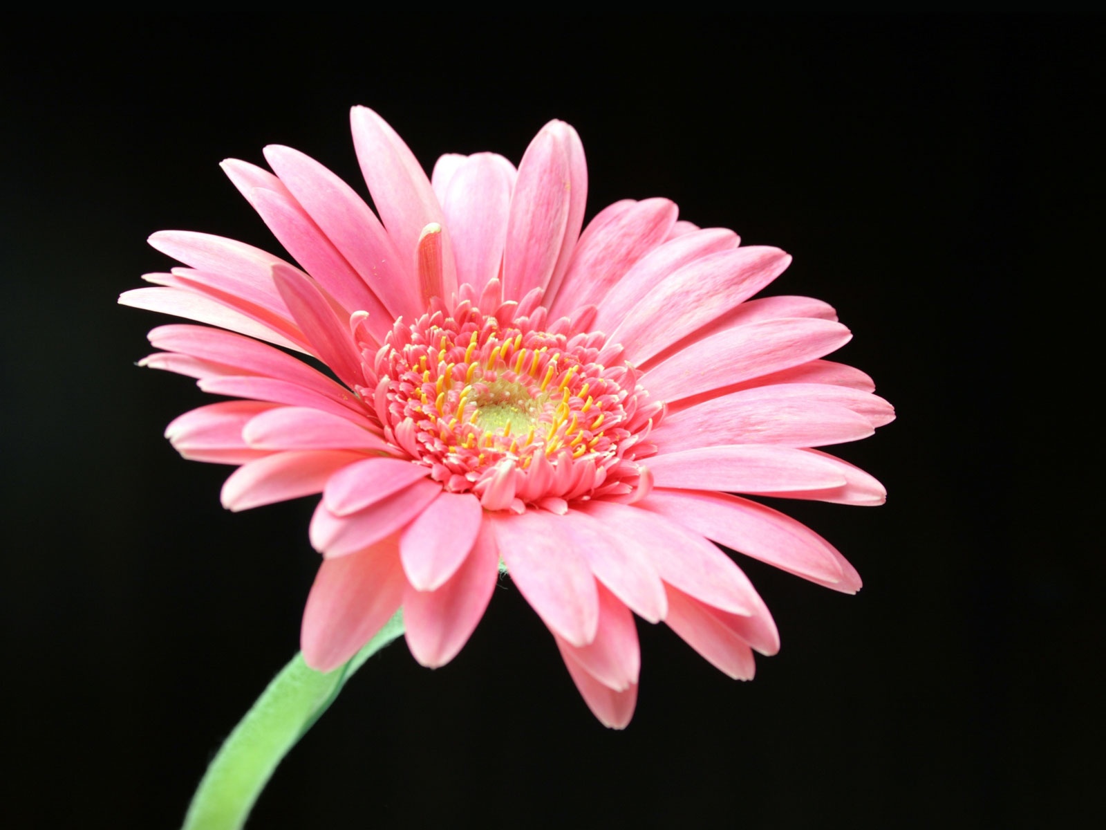 Pink Daisy Wallpapers HD Wallpapers