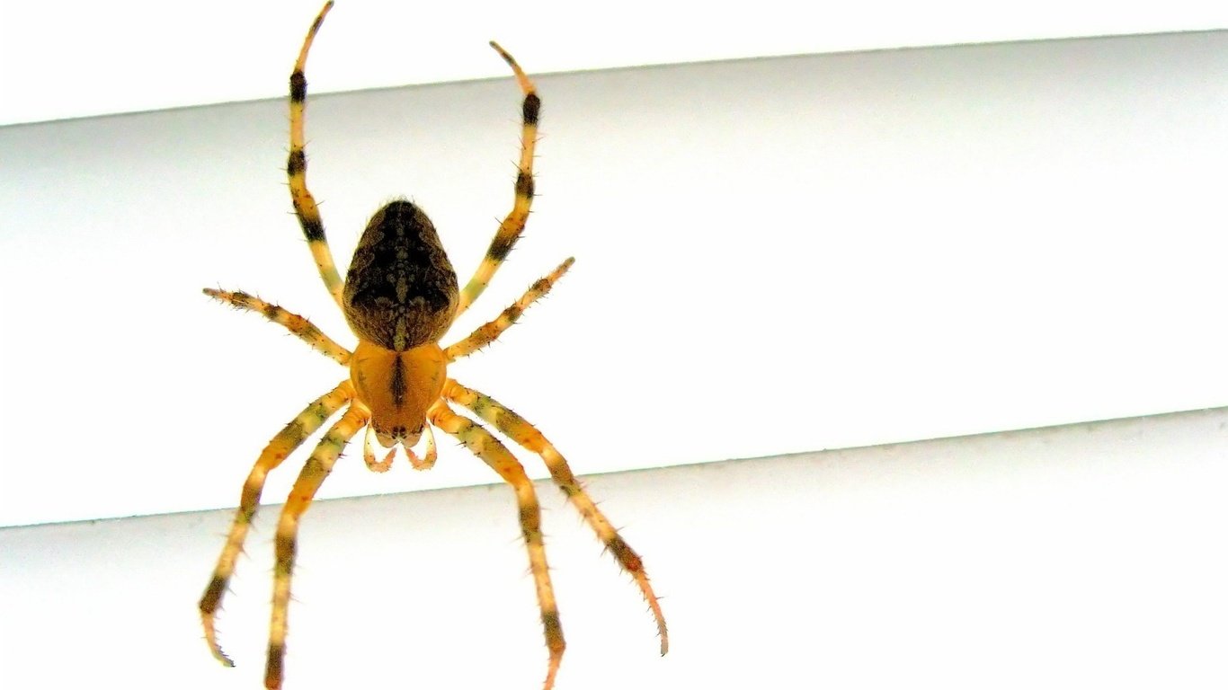 wallpapers yellow long legs a spider animals photo on the desktop