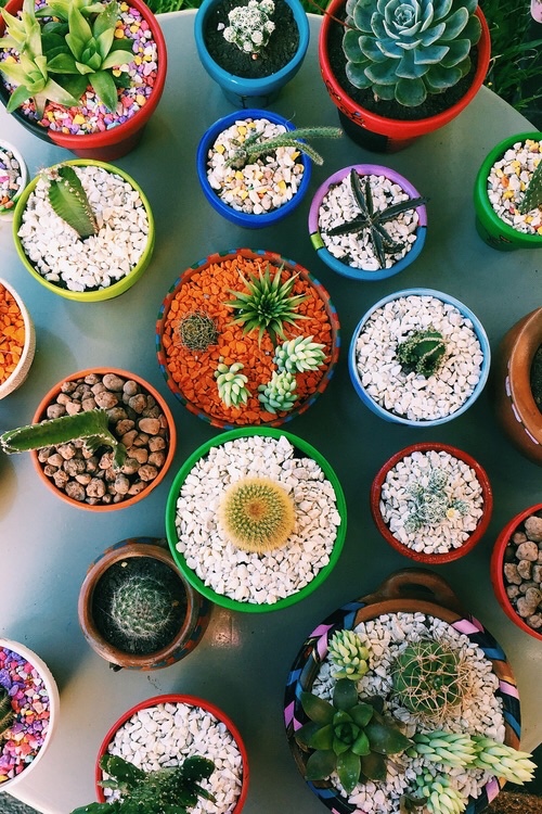Coloured Cactus