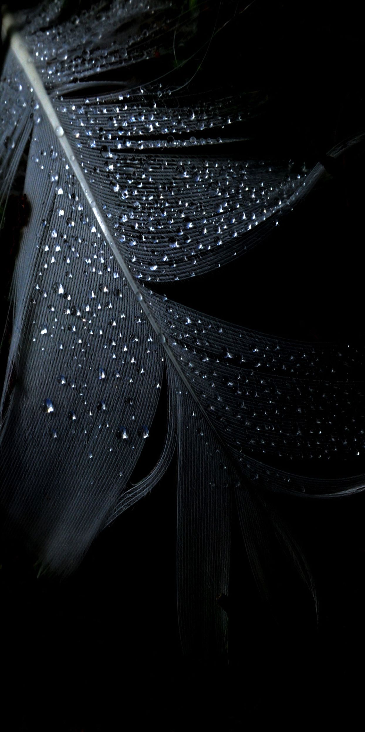 Black Leaf Rain Abstract Apple Wallpaper iPhone Clean