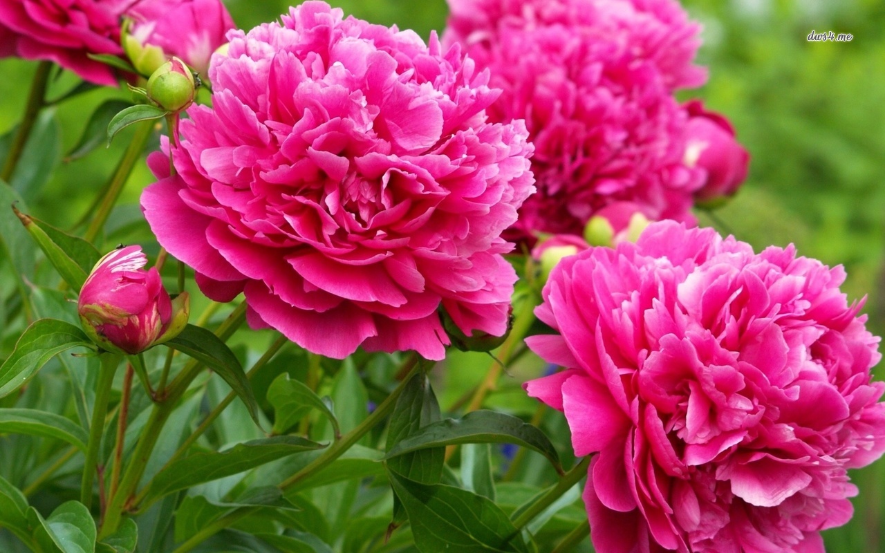 Pink With White Peonies Wallpaper Flower