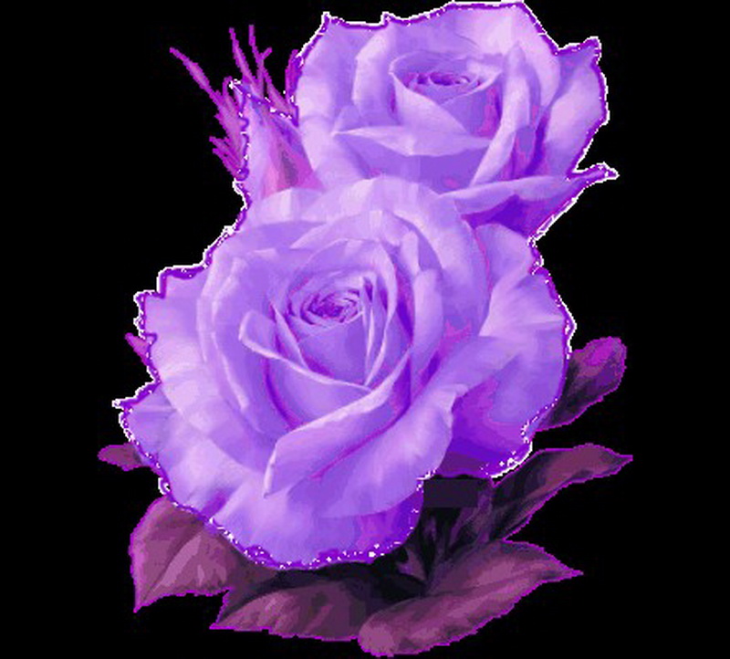 Happy BirtHDay Jackie Background Black Flowers Purple Roses Two Jpg