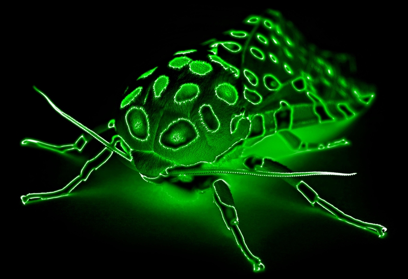 Radioactive Wallpaper Animals Bugs HD Desktop