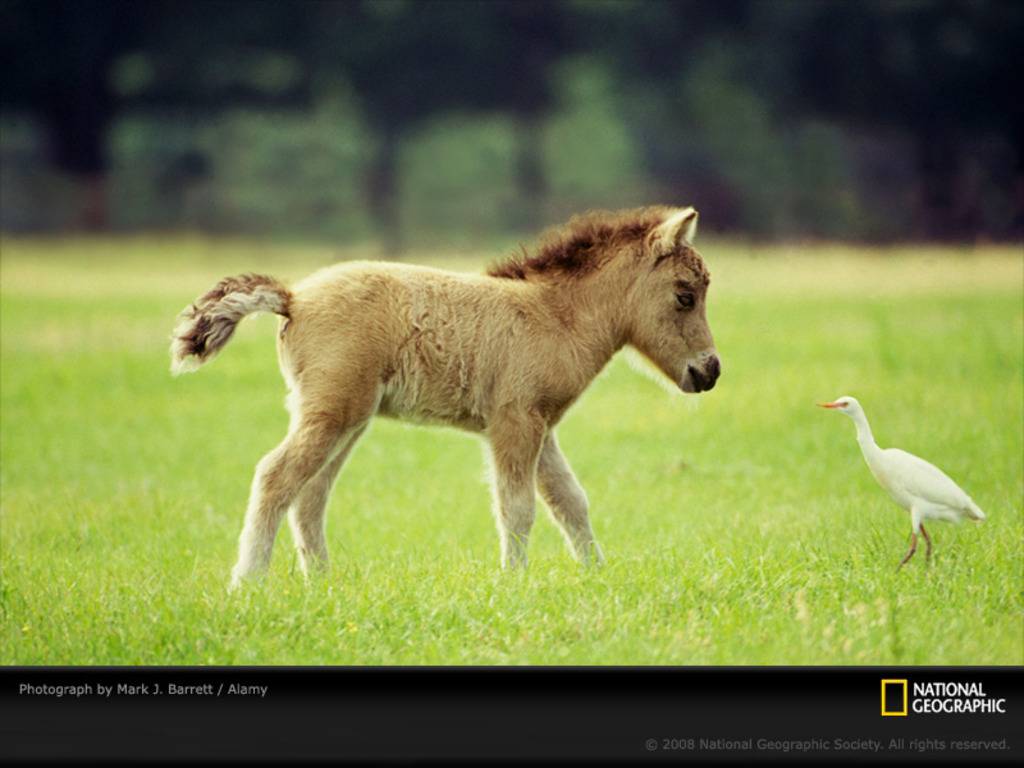 Filly Meets a New Friend   Baby Farm Animals Wallpaper
