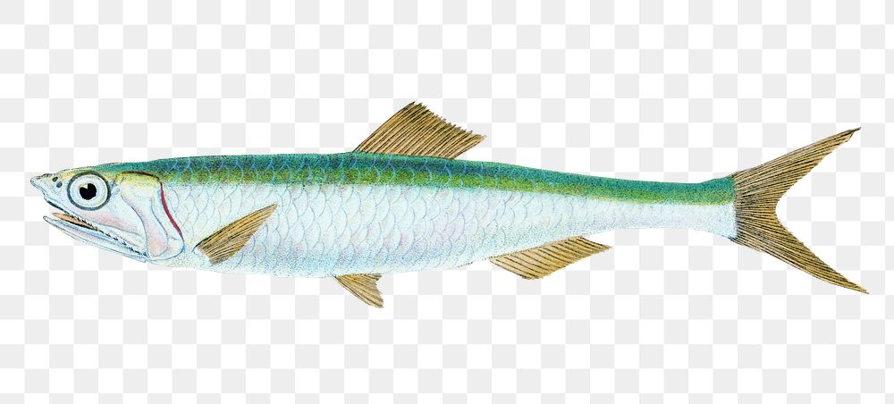Freshwater Smelts Image Wallpaper