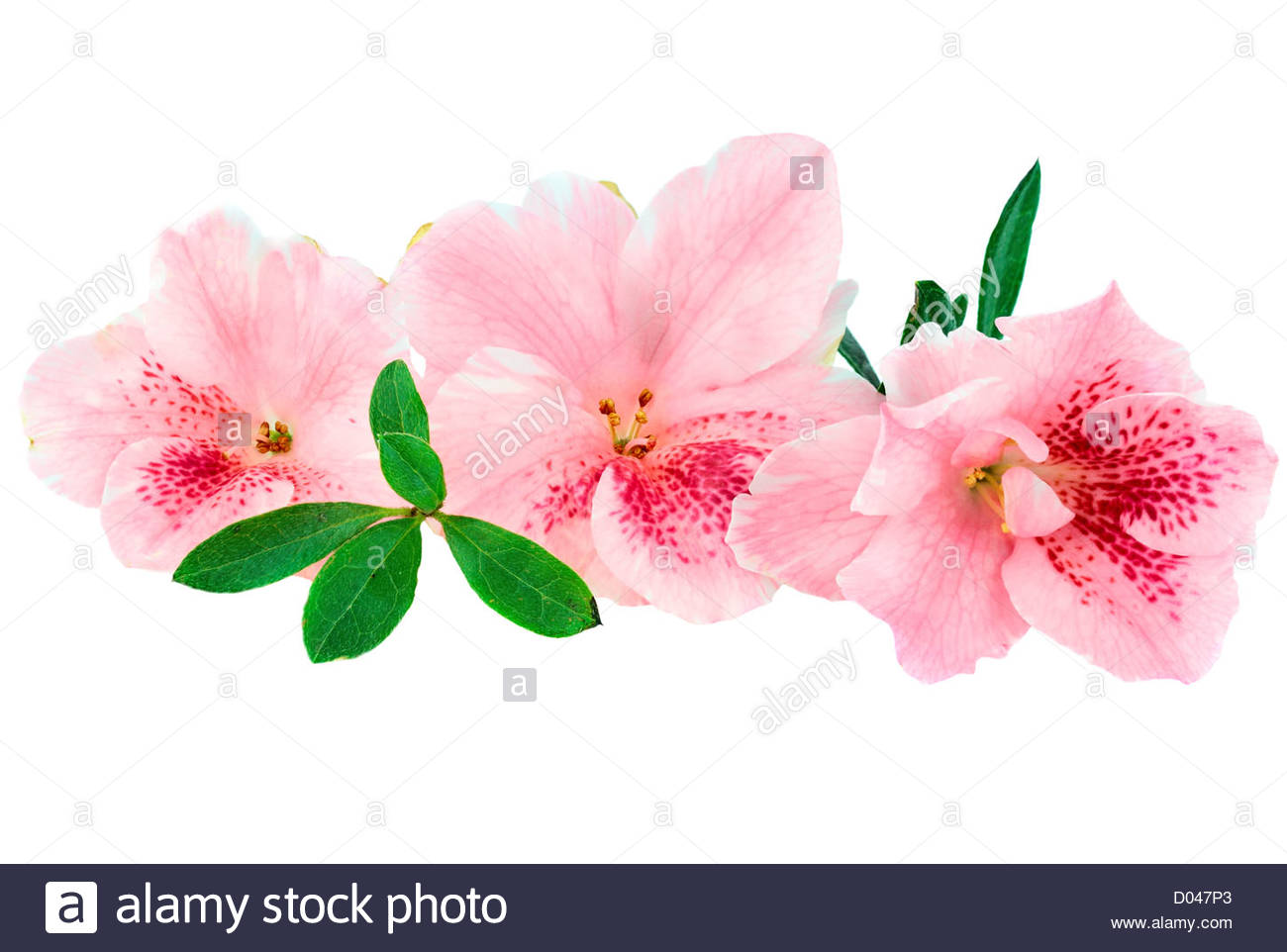 Macro Of Bright Pink Azalea Blooms Isolated On A White Background